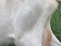 Mbuzi jike, Saanen goat — picha 3