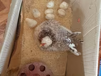 Guinea fowl — foto 3