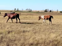 ม้าตัวเมีย, Kazakh horse — รูปภาพ 8