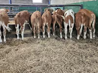 Bulle, Simmental cattle — Foto 2