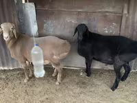 Beran, Hissar sheep — foto 6