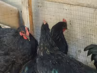 Chickens — photo 1