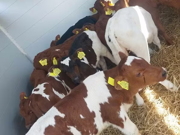 گاو نر, Simmental cattle