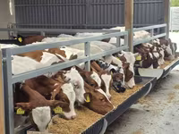 Byk, Simmental cattle — zdjęcie 1