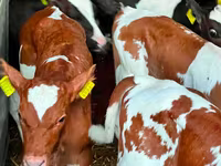 Skot (série, pohlaví neuvedeno), Simmental cattle — foto 1