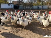 ساسکس — عکس 2