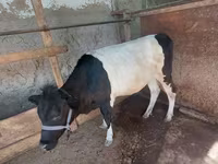 Bò cái, Gia súc — ảnh 3