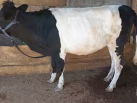 Bò cái, Gia súc — ảnh 1