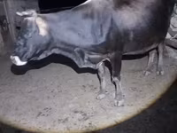 Vacă, Bovine — foto 7