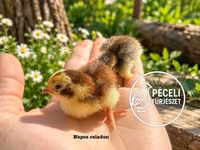 Quails — zdjęcie 5