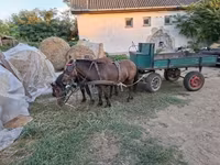 Pastuv, Коњи — fotografija 4