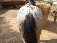 公马, Appaloosa — 照片 2