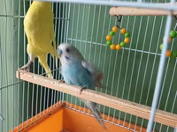 Dalmatin və sarı rəngli iki dalğıç papuqay (büdcəri) ilə birlikdə — تصویر 3