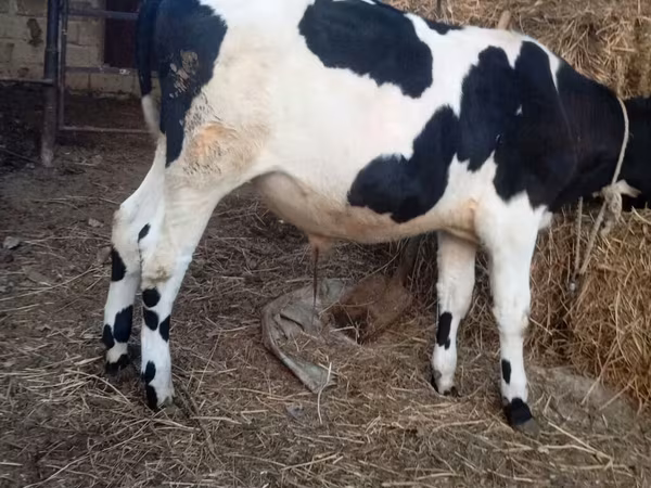 วัวตัวผู้, Russian Black pied cattle