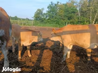 Ko, Simmental cattle — foto 4