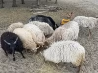 Kambing jantan, Racka sheep — foto 1