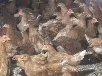 Chickens — 6. fotó