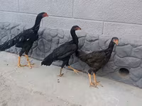 Chickens — sawirka 2