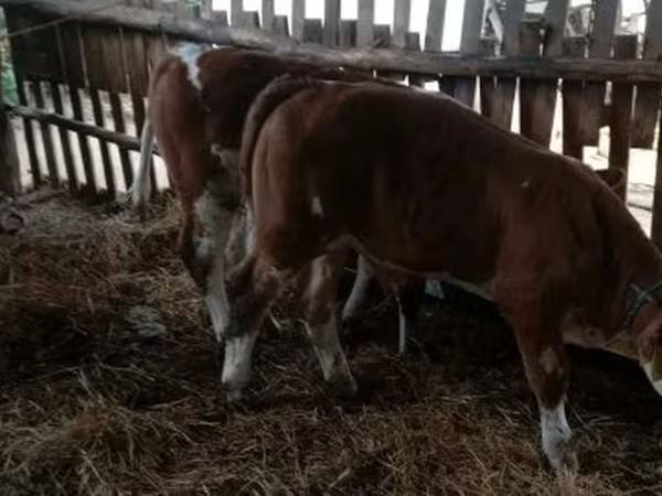 Býk, Simmental cattle