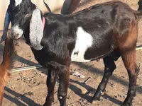 Get, Nubian Goat — foto 5