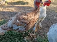 Turkeys — Foto 1