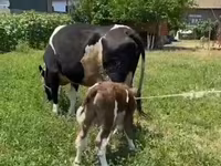 Vaca, Russian Black pied cattle — foto 2