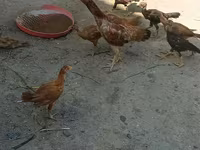 Chickens — zdjęcie 1