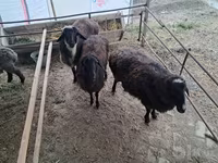 Ovce (šarže, pohlaví neuvedeno), Ovce — foto 2
