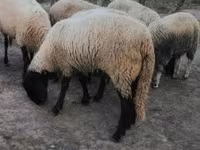 Owca, Tsigai sheep — zdjęcie 4