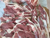 Cinghiale, Maiali — foto 4