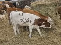 Toro, Simmental cattle — foto 8