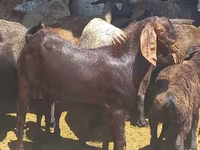 بز نر, Beetal goats — عکس 1