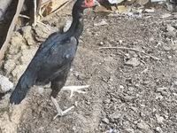 Guinea fowl — foto 1