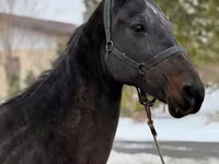 Kanca, Akhal-Teke — 4. fotó