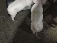 Schweine (Partie, Geschlecht nicht angegeben), Крупная белая — Foto 2