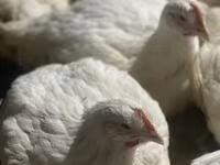 Chickens — fotografija 2