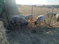میش, White Suffolk sheep — عکس 4