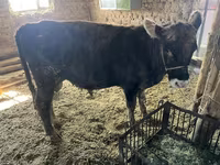 Lembu jantan, Cattle — foto 8