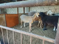 Berbec, Arashan sheep — foto 2
