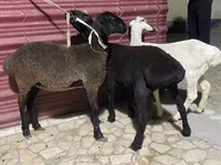 گوسفند (گروه، جنسیت مشخص نشده), گوسفند — عکس 6