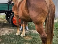 ม้าตัวเมีย, Hungarian horse breed — รูปภาพ 4