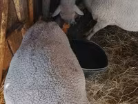 암양, Merino sheep — 사진 1