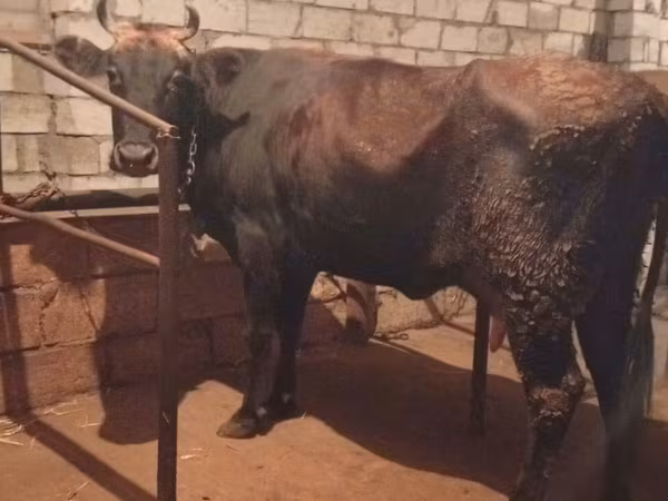 গাভী, গরু