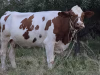 Ko, Simmental cattle — foto 2