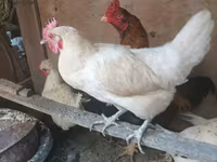 Chickens — φωτογραφία 3
