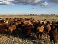 በግ, Sheep — ፎቶ 4