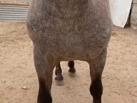 公马, Appaloosa — 照片 3