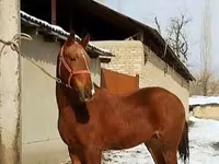 ม้าตัวผู้, Karabair horse — รูปภาพ 5