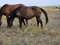 مادیان, Kazakh horse — عکس 4