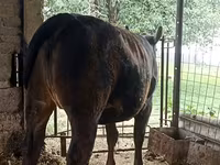 گاو ماده, Swiss cattle — عکس 2